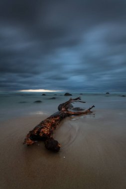 Litvanya sahilinde, uzun pozlu, fırtınalı baltık günbatımında sürüklenen bir odun parçası.