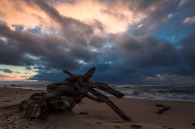 Litvanya sahilinde, uzun pozlu, fırtınalı baltık günbatımında sürüklenen bir odun parçası.