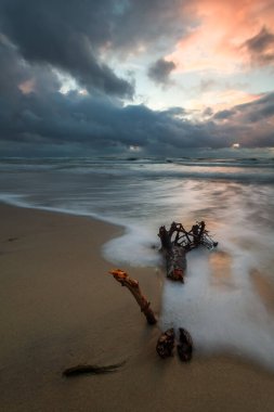 Litvanya sahilinde, uzun pozlu, fırtınalı baltık günbatımında sürüklenen bir odun parçası.