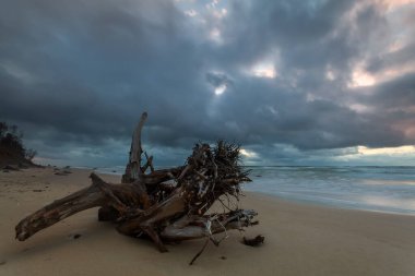 Litvanya sahilinde, uzun pozlu, fırtınalı baltık günbatımında sürüklenen bir odun parçası.