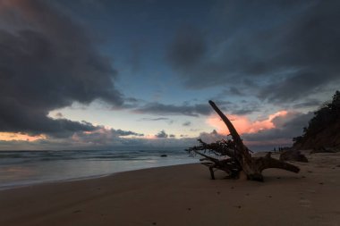 Litvanya sahilinde, uzun pozlu, fırtınalı baltık günbatımında sürüklenen bir odun parçası.