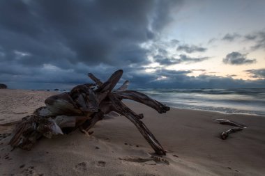 Litvanya sahilinde, uzun pozlu, fırtınalı baltık günbatımında sürüklenen bir odun parçası.