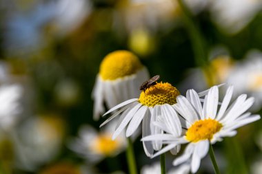 Çiçek açmış günışığı papatyaları