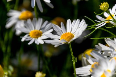 Çiçek açmış günışığı papatyaları