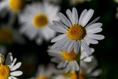 Çiçek açmış günışığı papatyaları