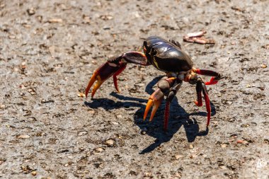 Küba, Playa Larga 'daki göç sırasında asfalt yolda parlak kırmızı ve siyah yengeç.