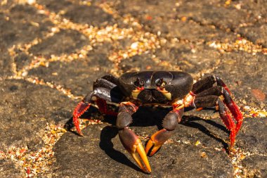 Küba, Playa Larga 'daki göç sırasında asfalt yolda parlak kırmızı ve siyah yengeç.