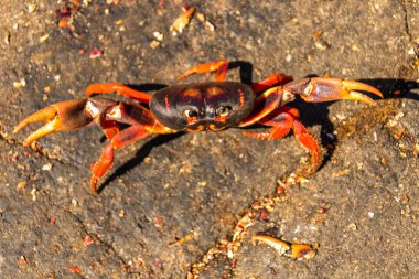 Bright Red-and-Black Crab on asphalt road during migration at Playa Larga, Cuba