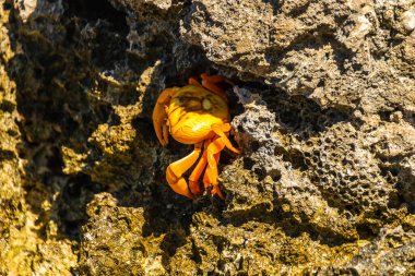 Küba, Playa Larga 'da Rocky Shore' da Parlak Sarı Yengeç