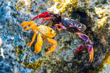 Küba, Playa Larga 'daki Rocky Shore' da Parlak Kırmızı ve Siyah ve Sarı Yengeçler