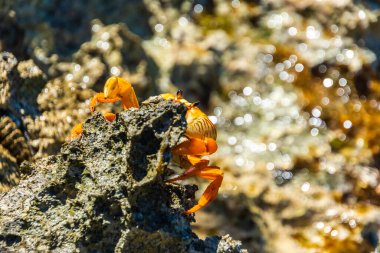 Küba, Playa Larga 'da Rocky Shore' da Parlak Sarı Yengeç