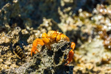 Küba, Playa Larga 'da Rocky Shore' da Parlak Sarı Yengeç