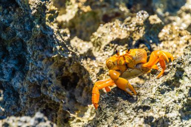 Küba, Playa Larga 'da Rocky Shore' da Parlak Sarı Yengeç