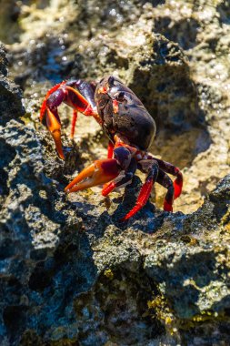 Küba, Playa Larga 'da Rocky Shore' da Parlak Kırmızı Yengeç
