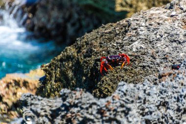 Küba, Playa Larga 'da Rocky Shore' da Parlak Kırmızı Yengeç