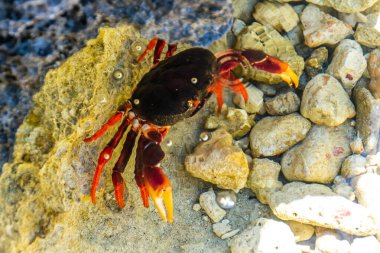 Küba, Playa Larga 'da Rocky Shore' da Parlak Kırmızı Yengeç