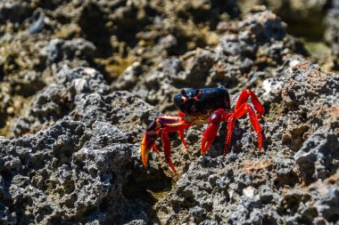 Küba, Playa Larga 'da Rocky Shore' da Parlak Kırmızı Yengeç