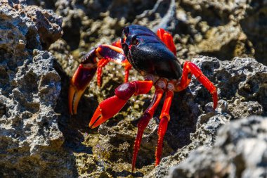 Küba, Playa Larga 'da Rocky Shore' da Parlak Kırmızı Yengeç