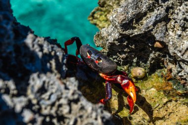Küba, Playa Larga 'da Rocky Shore' da Parlak Kırmızı Yengeç