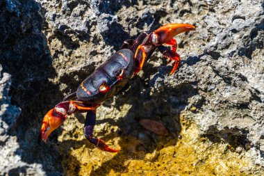 Küba, Playa Larga 'da Rocky Shore' da Parlak Kırmızı Yengeç