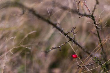 Dikenli Dal 'da Yalnız Kırmızı Meyve
