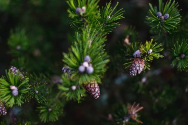 Evergreen Dallarında Donmuş Çam Kozalakları