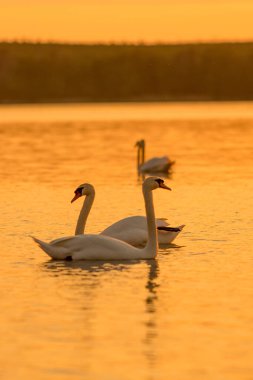 Curonian Körfezi, Litvanya 'da Günbatımında Kuğular