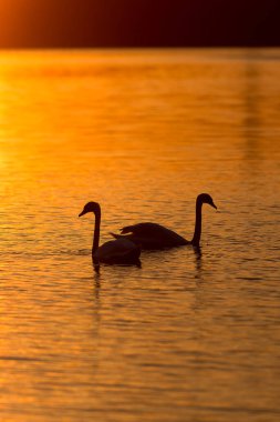Curonian Körfezi, Litvanya 'da Günbatımında Kuğular