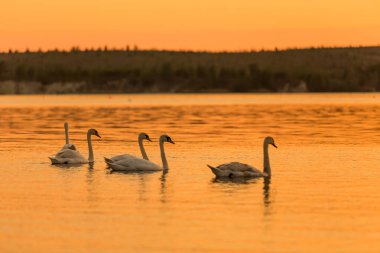 Curonian Körfezi, Litvanya 'da Günbatımında Kuğular