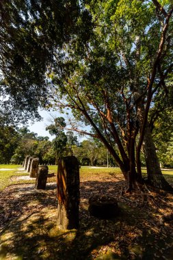 Maya Tapınağı ve Taş Çelik Tikal Arkeoloji Alanında