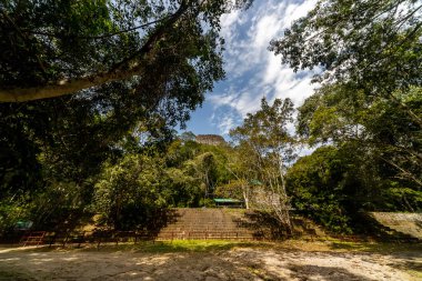 Tikal Ormanı 'ndaki Antik Maya Tapınağı Harabeleri