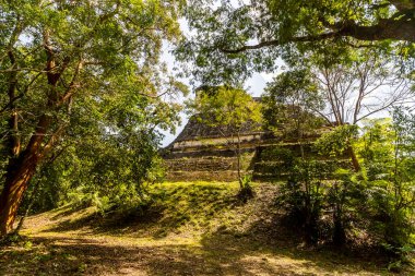 Antik Maya Piramidi Tropikal Ormanın Üzerinde Yükseliyor
