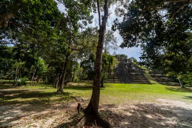 Antik Maya Piramidi Tropikal Ormanın Üzerinde Yükseliyor