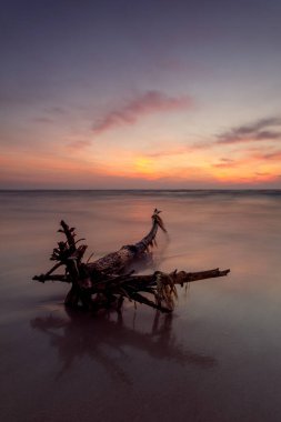 Baltık Denizi, Curonian Spit, Litvanya 'da Driftwood ile Uzun Maruziyet Günbatımı