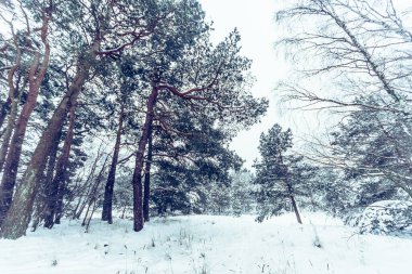 Kışın Karlı Çam ve Ladin Ormanı, Curonian Spit, Litvanya