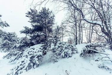 Kışın Karlı Çam ve Ladin Ormanı, Curonian Spit, Litvanya