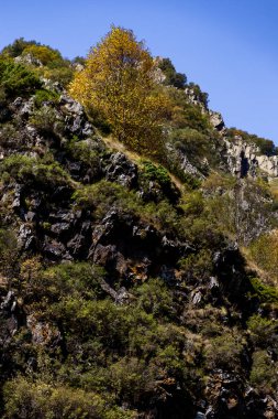 Gürcistan Kafkaslarındaki Ormanlarla Kaplanmış Dağ Kayalıkları