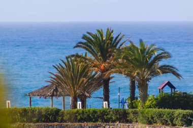 Madeira 'da Palmiye Ağacı ile Atlantik Sahil Çizgisi