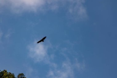 Dramatik Gürcistan manzarasında Yükselen Kara Akbaba
