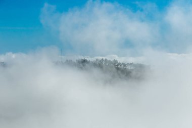 Madeira 'da Bulaşıcı Flora ile Puslu Dağ yamacı