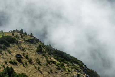Madeira 'da Bulaşıcı Flora ile Puslu Dağ yamacı