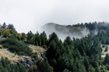 Madeira 'da Bulaşıcı Flora ile Puslu Dağ yamacı