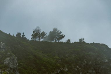 Madeira 'da Bulaşıcı Flora ile Puslu Dağ yamacı