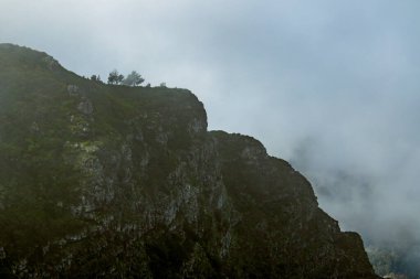 Madeira 'da Bulaşıcı Flora ile Puslu Dağ yamacı