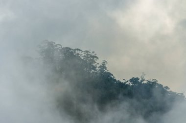 Madeira 'da Bulaşıcı Flora ile Puslu Dağ yamacı