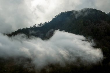 Madeira 'da Bulaşıcı Flora ile Puslu Dağ yamacı