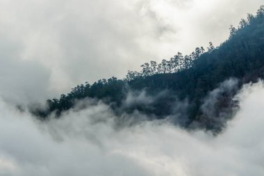 Madeira 'da Bulaşıcı Flora ile Puslu Dağ yamacı