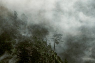 Madeira 'da Bulaşıcı Flora ile Puslu Dağ yamacı