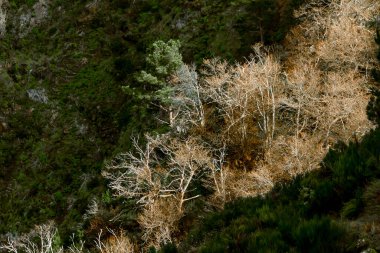 Yeşil orman ve altın ışıklı Madeira Dağı yamacındaki yapraksız ağaçların havadan görünüşü.
