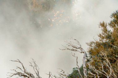 Madeira 'da Bulaşıcı Flora ile Puslu Dağ yamacı